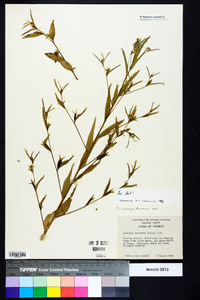 Ludwigia decurrens image