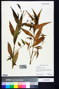 Ludwigia decurrens image