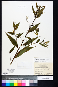 Ludwigia decurrens image