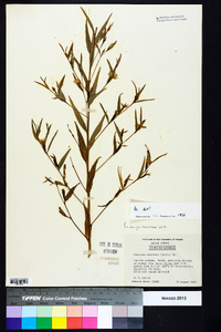 Ludwigia decurrens image