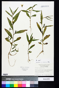 Ludwigia decurrens image