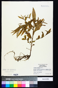 Ludwigia decurrens image