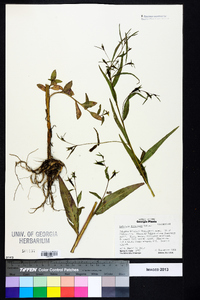 Ludwigia decurrens image