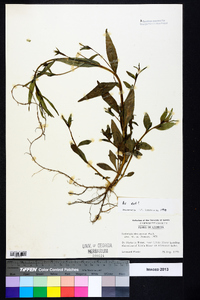 Ludwigia decurrens image