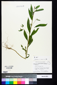 Ludwigia decurrens image