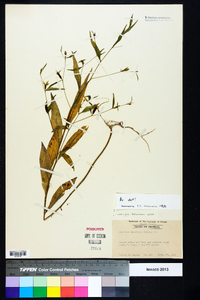 Ludwigia decurrens image