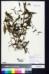 Ludwigia decurrens image