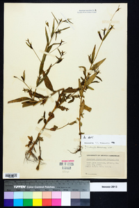 Ludwigia decurrens image