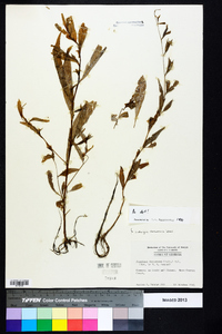 Ludwigia decurrens image