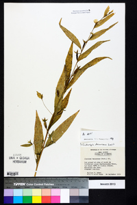 Ludwigia decurrens image