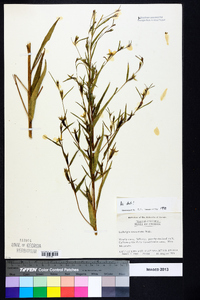 Ludwigia decurrens image