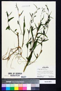 Ludwigia decurrens image