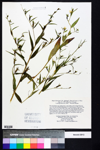 Ludwigia decurrens image