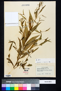 Ludwigia decurrens image