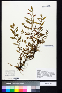 Ludwigia glandulosa image