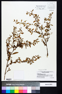 Ludwigia glandulosa image