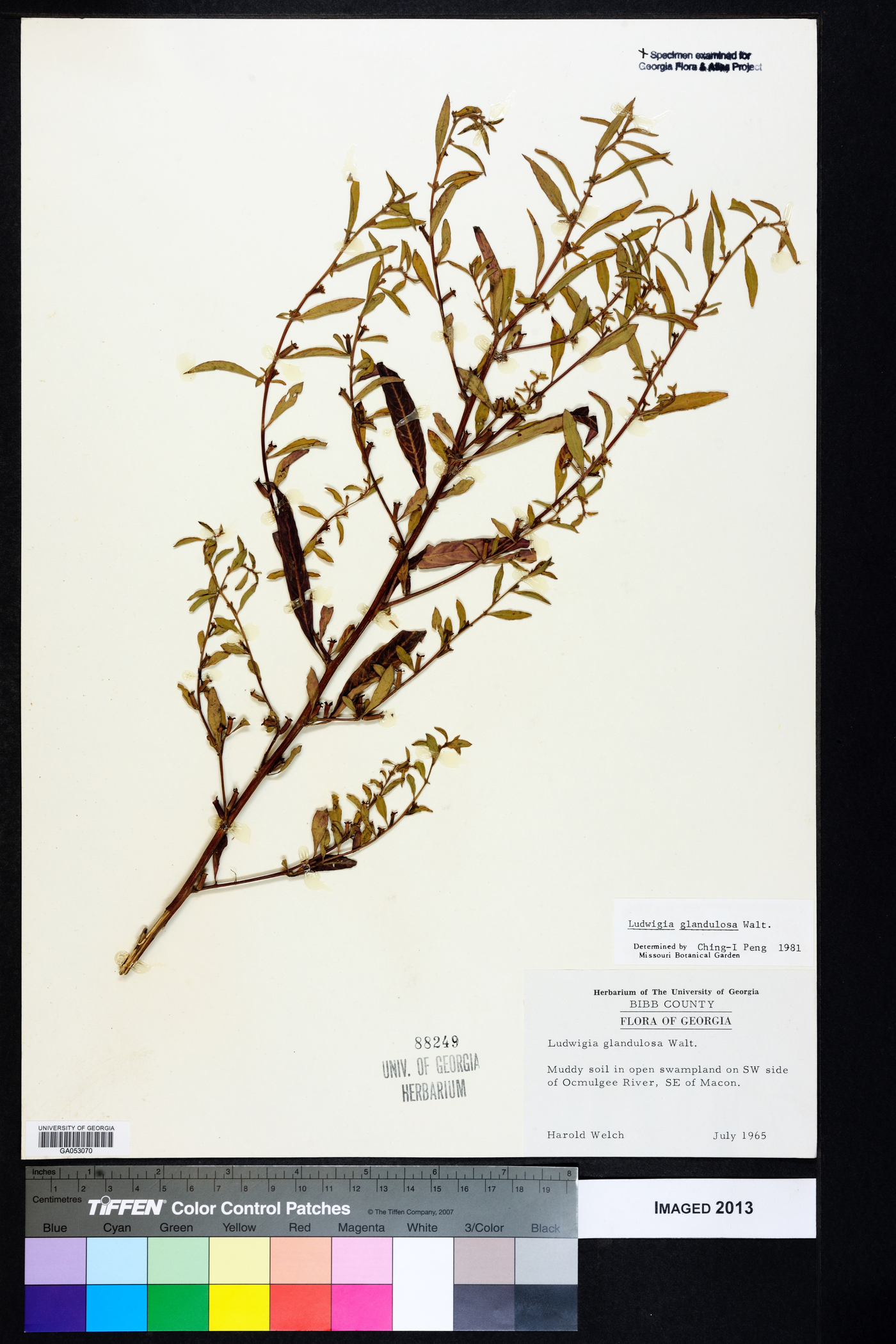 Ludwigia glandulosa image