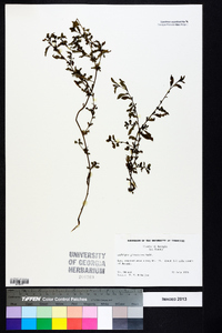 Ludwigia glandulosa image