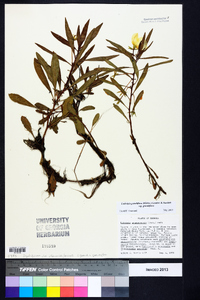 Ludwigia grandiflora subsp. grandiflora image