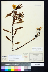 Ludwigia grandiflora subsp. grandiflora image