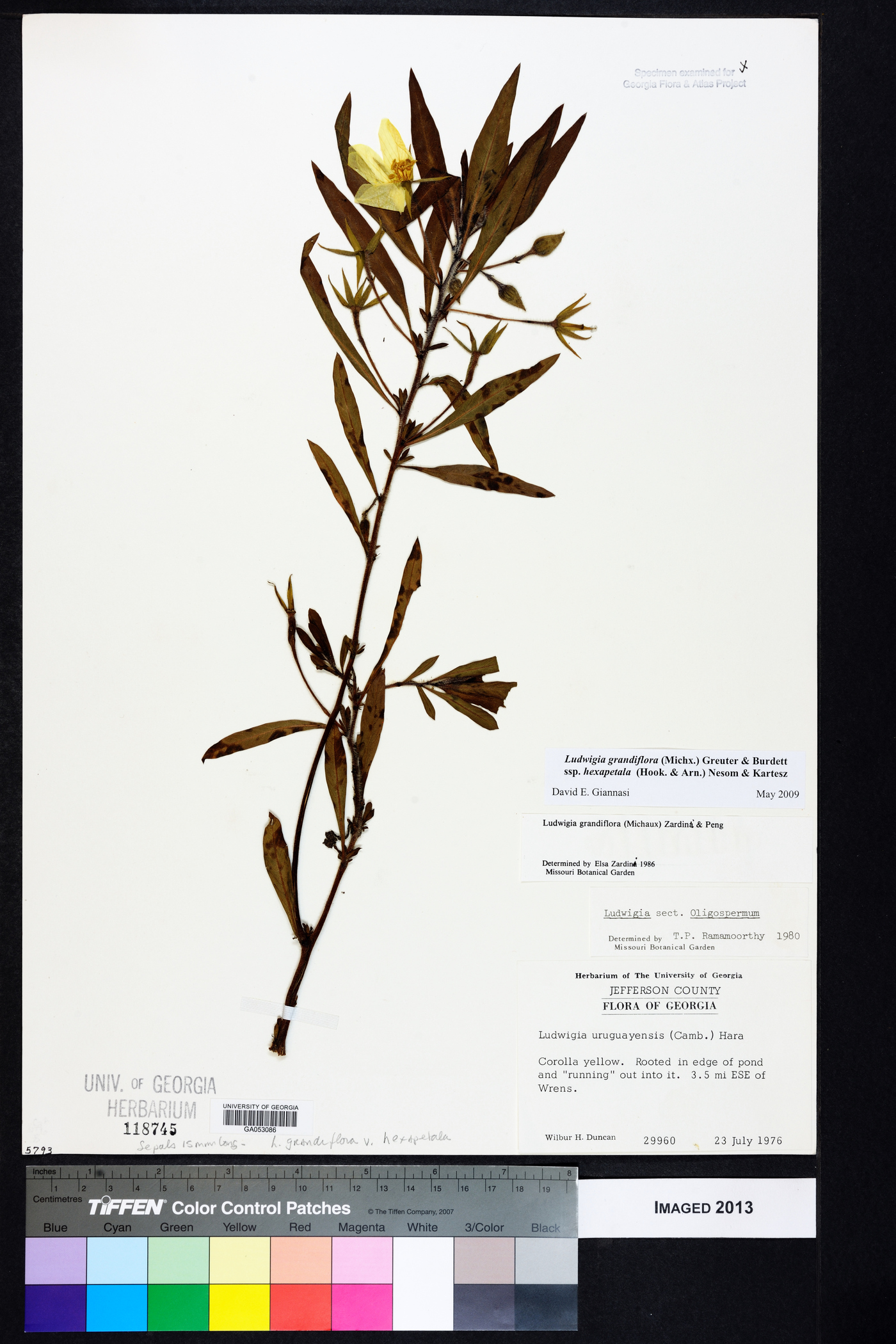 Ludwigia grandiflora subsp. hexapetala image