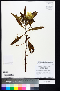 Ludwigia grandiflora subsp. hexapetala image