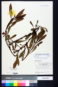 Ludwigia grandiflora subsp. hexapetala image