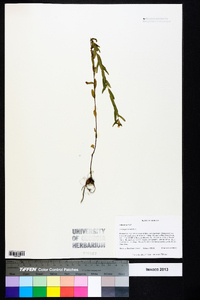 Ludwigia hirtella image