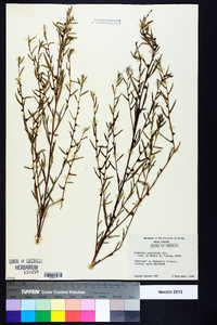 Ludwigia lanceolata image