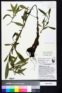 Ludwigia leptocarpa image