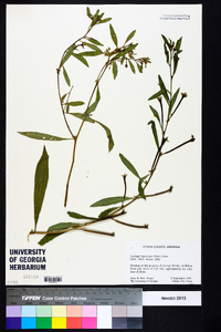 Ludwigia leptocarpa image