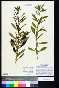 Ludwigia leptocarpa image