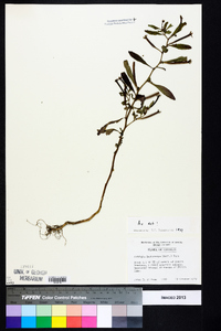 Ludwigia leptocarpa image