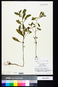 Ludwigia leptocarpa image