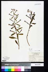 Ludwigia leptocarpa image