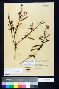 Ludwigia leptocarpa image