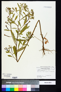 Ludwigia leptocarpa image