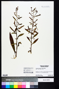 Ludwigia leptocarpa image