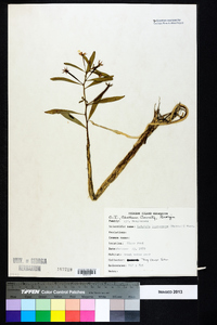 Ludwigia leptocarpa image