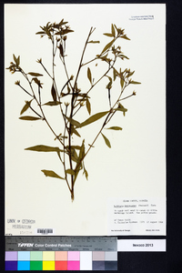 Ludwigia leptocarpa image