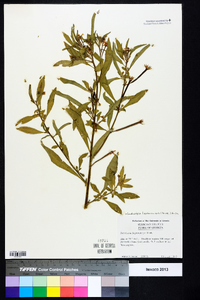 Ludwigia leptocarpa image