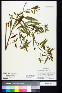 Ludwigia leptocarpa image