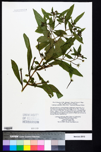 Ludwigia leptocarpa image