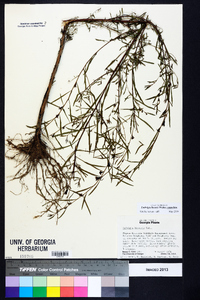 Ludwigia linearis image