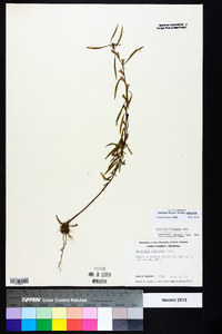 Ludwigia linearis image