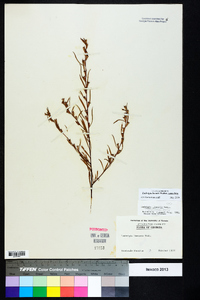 Ludwigia linearis image