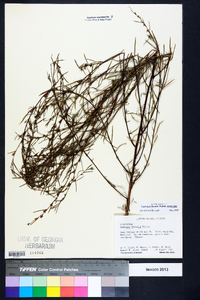 Ludwigia linearis image