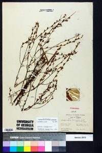 Ludwigia linearis image