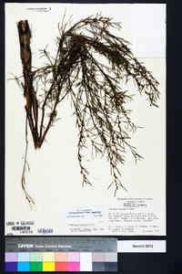 Ludwigia linearis image