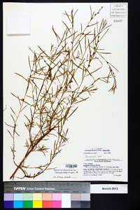 Ludwigia linearis image